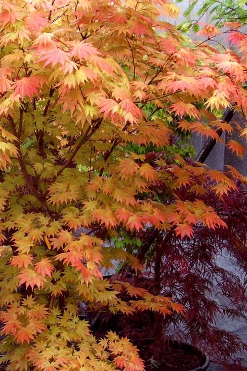 Autumn Moon Japanese Maple - 2 Gallon Pot