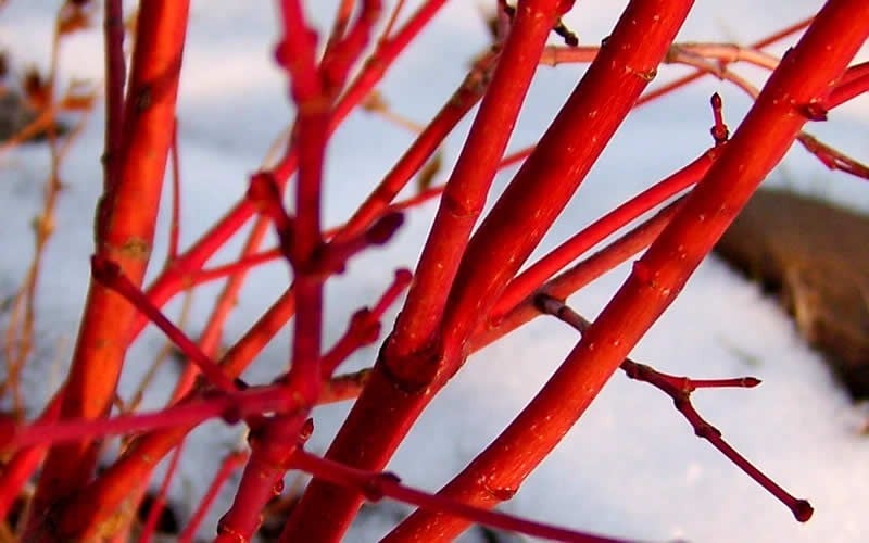 Fjellheim Dwarf Coral Bark Japanese Maple - 3 Gallon Pot