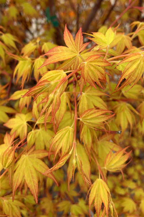 Katsura Japanese Maple - 3 Gallon Pot (4-5')
