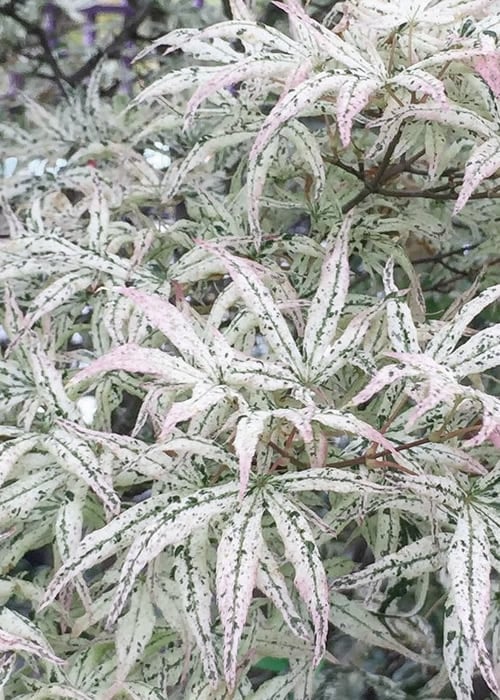 Ukigumo Floating Cloud Ghost Japanese Maple - 5 Gallon Pot