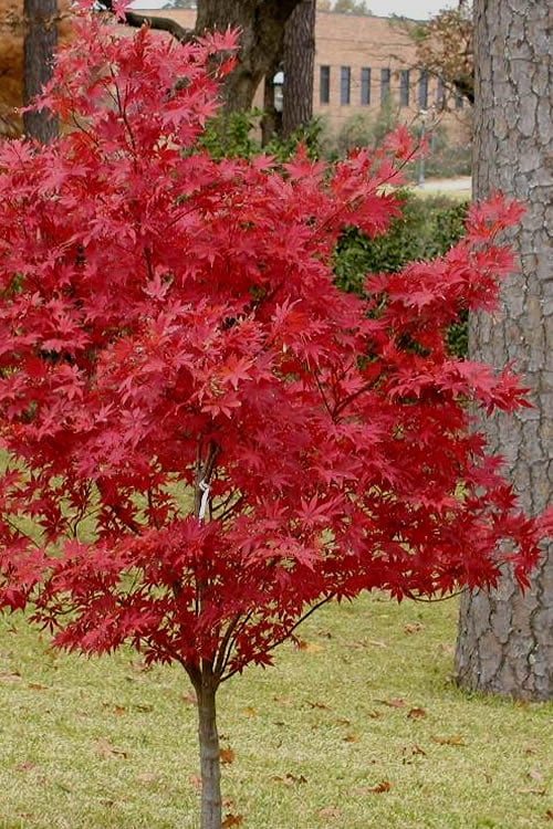 Pixie Dwarf Red Japanese Maple - 3 Gallon Pot