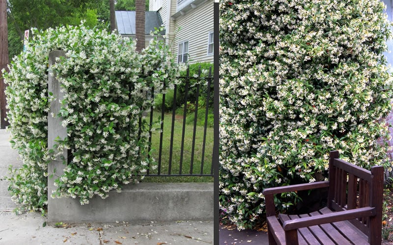 Madison Confederate Jasmine - 2 Gallon Pot