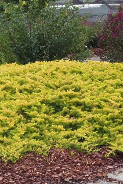 All Gold Golden Pacific Juniper - 2 Gallon Pot
