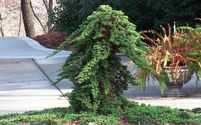 Green Mound Juniper - 2 Gallon Pot