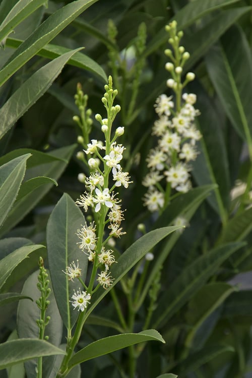 Schip Laurel (Prunus Laurocersasus 'Schipkaensis') - 2 Gallon Pot