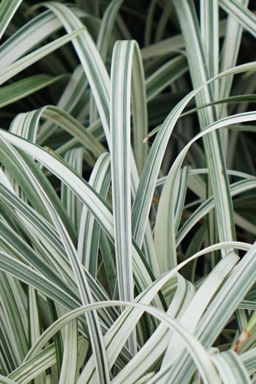 Silver Dragon Liriope - Lilyturf - 6 Pack Of Pint Pots