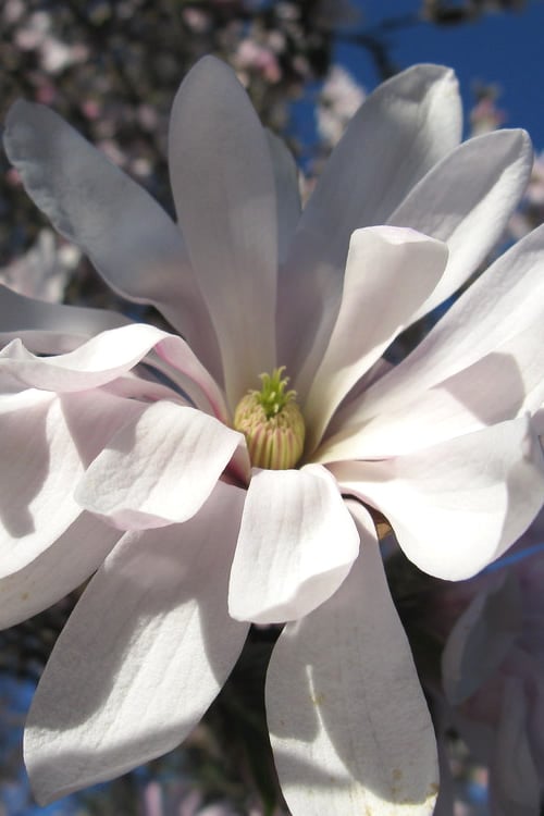 Centennial Star Magnolia - 3 Gallon Pot
