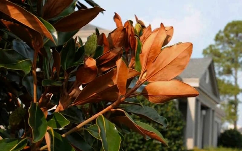 Claudia Wannamaker Southern Magnolia - 7 Gallon Pot (4-5')
