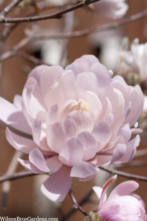 Centennial Blush Star Magnolia - 3 Gallon Pot
