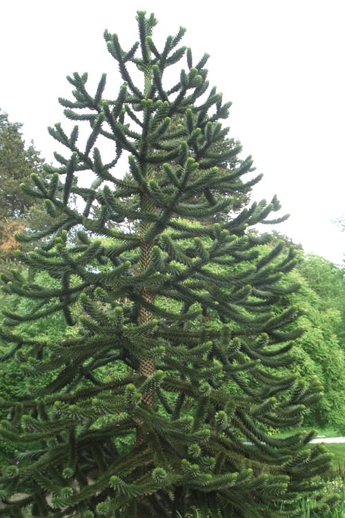 Monkey Puzzle Tree - Araucaria Auracana - 2 Gallon Pot