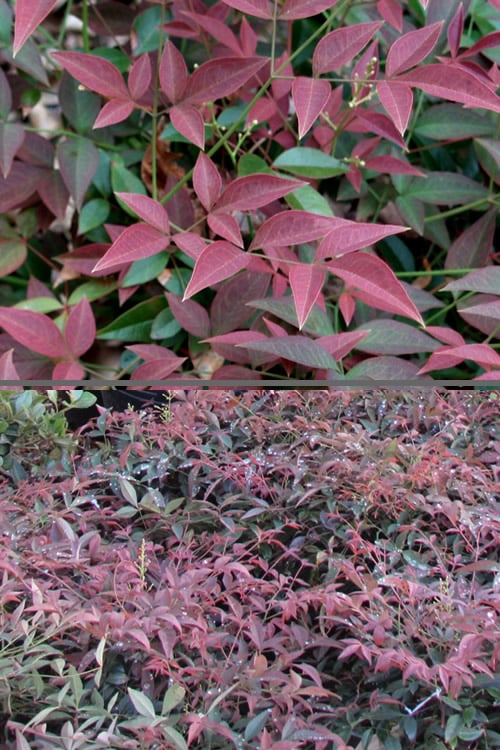 Flirt Dwarf Nandina - 6 Pack Of 1 Gallon Pots