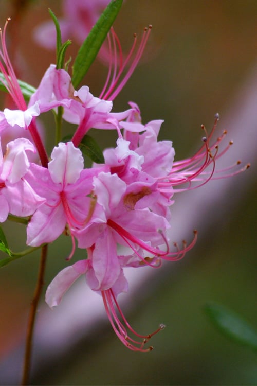 Pinxterbloom Azalea (Rhododendron Periclymenoides) - 3 Gallon Pot