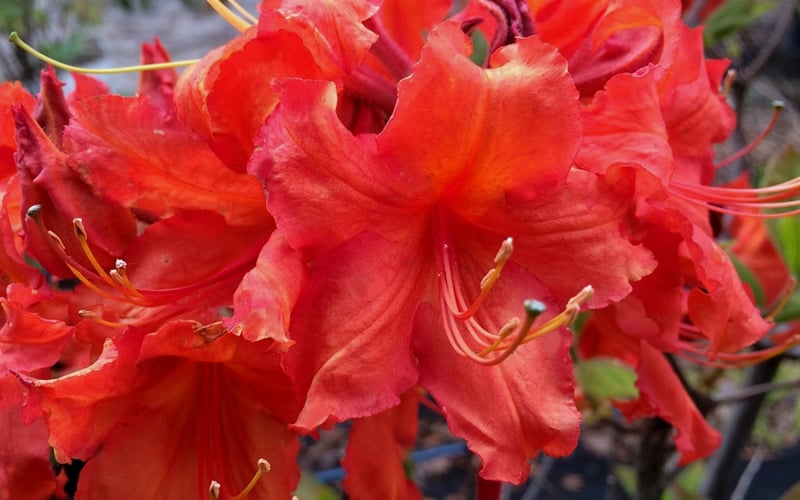Robert E. Lee Native Azalea (Rhododendron) - 1 Gallon Pot