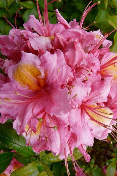Samford Sorbet Native Azalea (Rhododendron) - 3 Gallon Pot