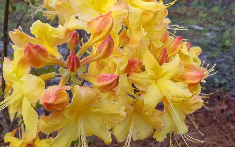 Solar Flare Sunbow Azalea - 3 Gallon Pot