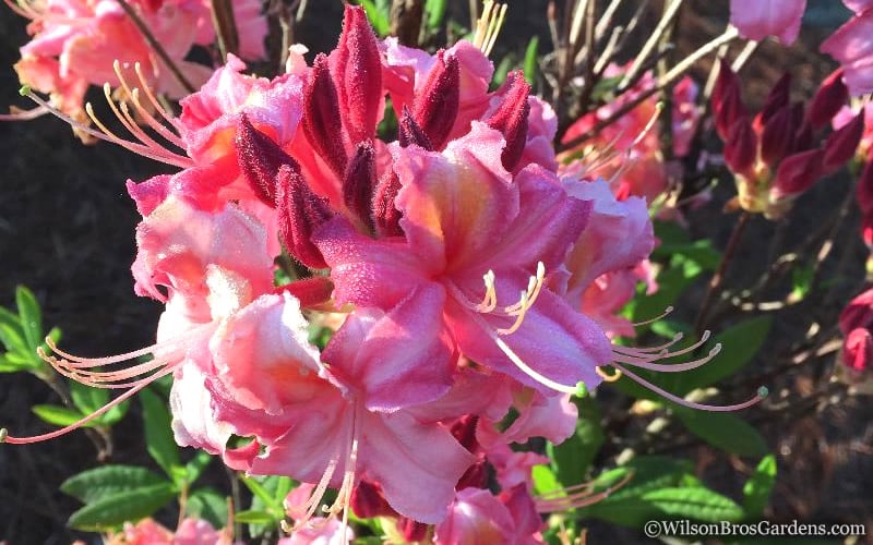 Southern Sunset Aromi Azalea (Rhododendron Hybrid) - 3 Gallon Pot
