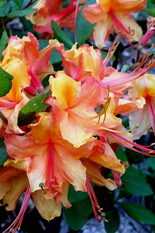 Tallulah Sunrise Native Azalea (Rhododendron) - 1 Gallon Pot
