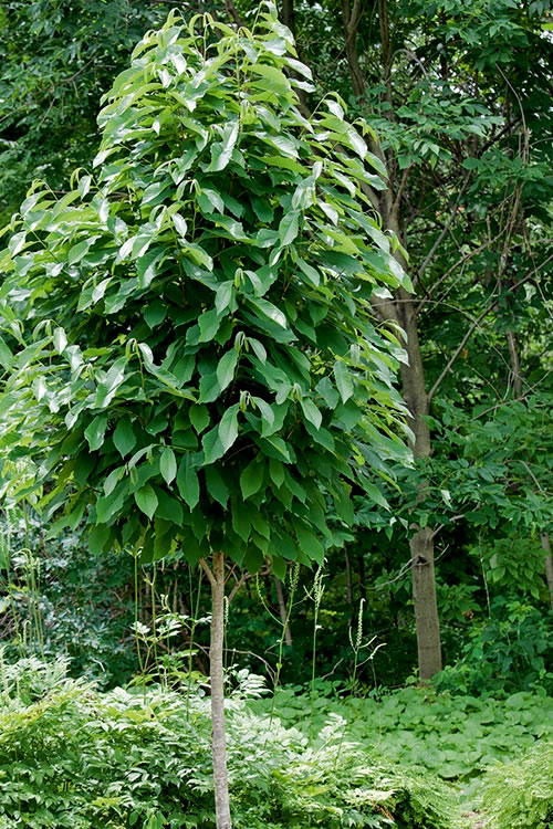 Paw Paw Tree - Asimina Triloba - 5 Gallon Pot