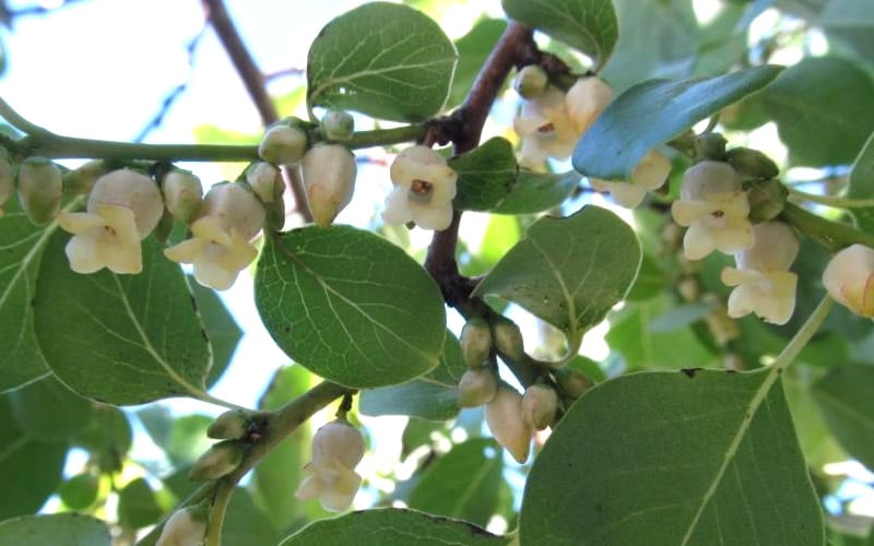 American Persimmon Tree - Diospyros Virginiana - 3 Gallon Pot