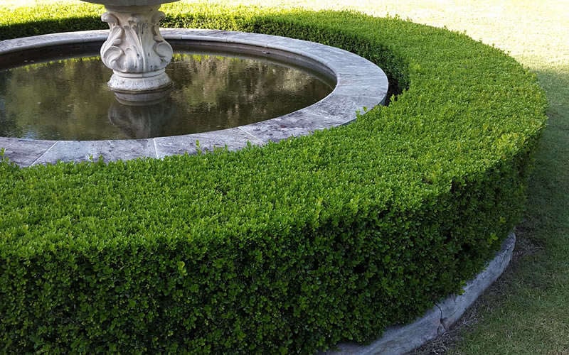 Little Missy Dwarf Boxwood - 5 Pack Of Quart Pots