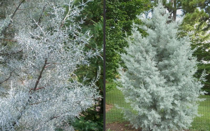 Silver Smoke Arizona Cypress - 1 Gallon Pot