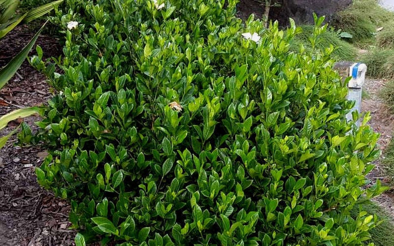 August Beauty Gardenia - 1 Gallon Pot