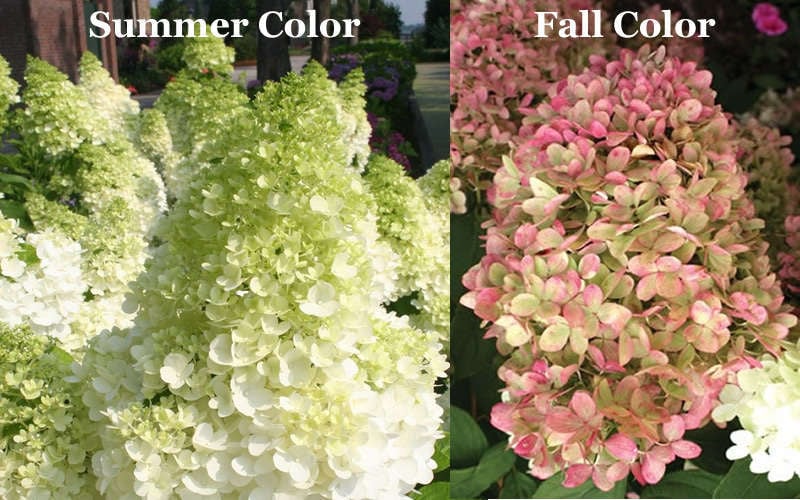 Limelight PeeGee Hydrangea - Single Trunk Topiary Tree - 5 Gallon Pot