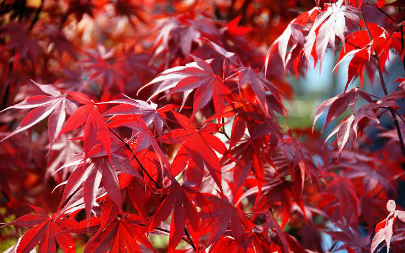 Fireglow Red Leaf Japanese Maple - 5 Gallon Pot (3-4')