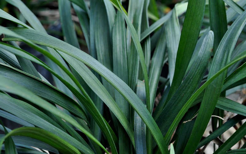 Big Blue Liriope - 6 Pack Of Pint Pots