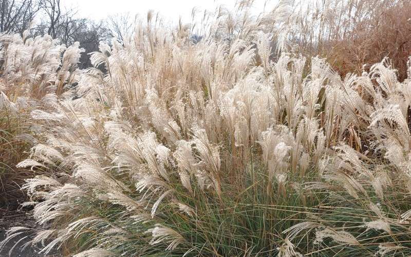 Adagio Dwarf Maiden Grass - Miscanthus Sinensis - 1 Gallon Pot