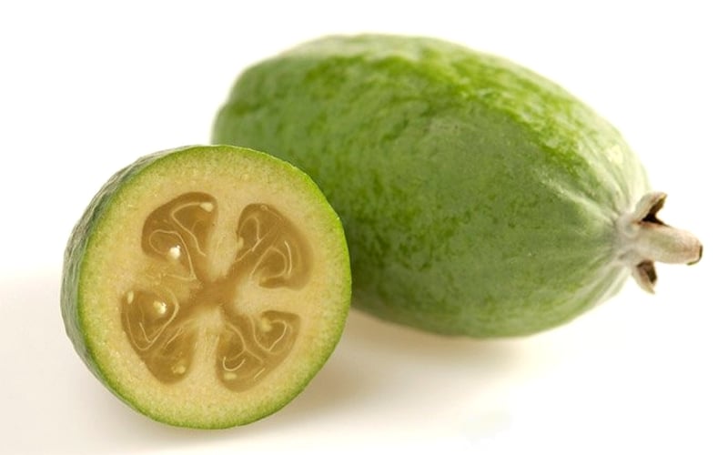 Pineapple Guava -Feijoa Sellowiana - 7 Gallon Pot