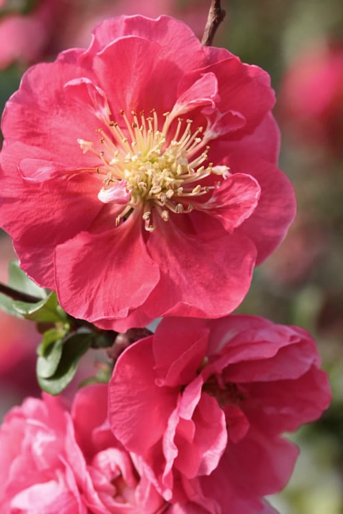 Double Take Pink Storm Flowering Quince - 2 Gallon Pot