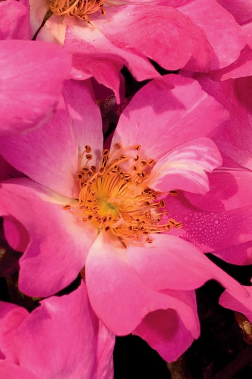 Pink Drift Groundcover Rose - 2 Gallon Pot