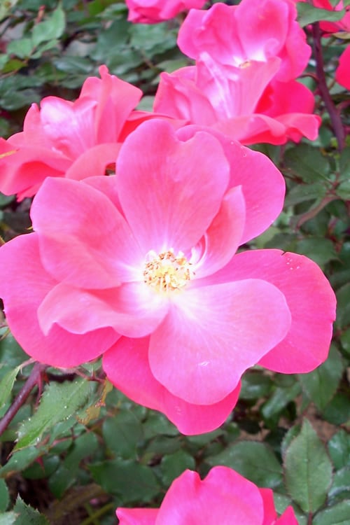 Swamp Rose (Rosa Palustris) - 3 Pack Of 1.5 Quart Pots