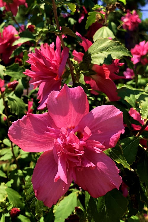 Lucy Rose Of Sharon (Single Trunk Tree) - 7 Gallon Pot (4-5')