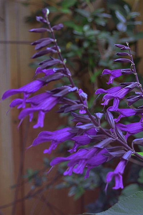 Purple Majesty Salvia (Salvia Guaranitica) - 1 Gallon Pot