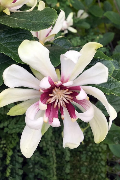 Venus White Sweetshrub (Calycanthus) - 3 Gallon Pot
