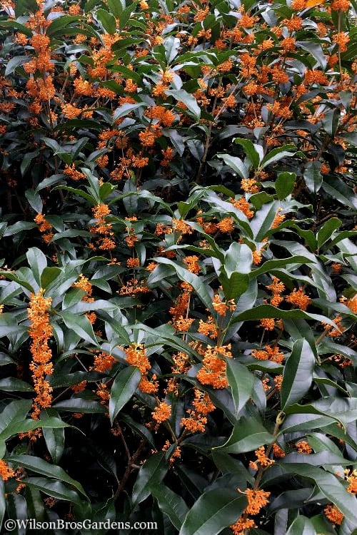 Fragrant Orange Tea Olive - Osmanthus Fragrans Aurantiacus - 7 Gallon Pot (5-6')