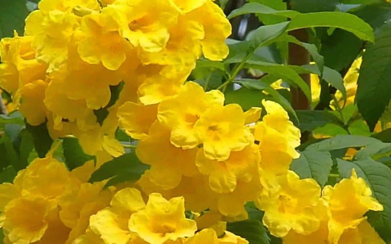 Lydia Tecoma - Esperanza - 1 Gallon Pot