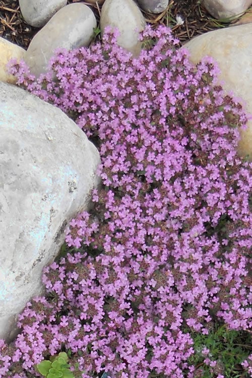 Creeping Mother Of Thyme (Thymus Serpyllum) - 5 Pack Of Quart Pots