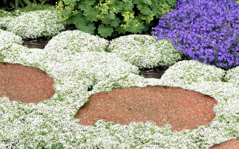 White Creeping Thyme (Thymus Praecox 'Albiflorus') 10 Pack Of Pint Pots