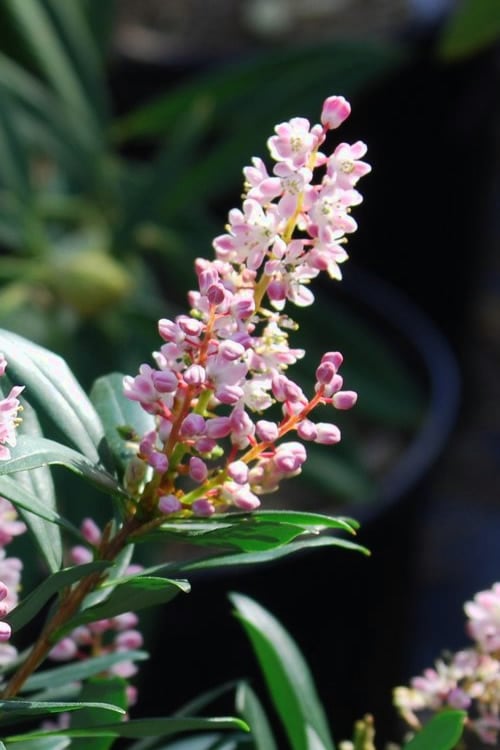 Chipolo Pink Titi Tree - Cliftonia Monophylla - 3 Gallon Pot