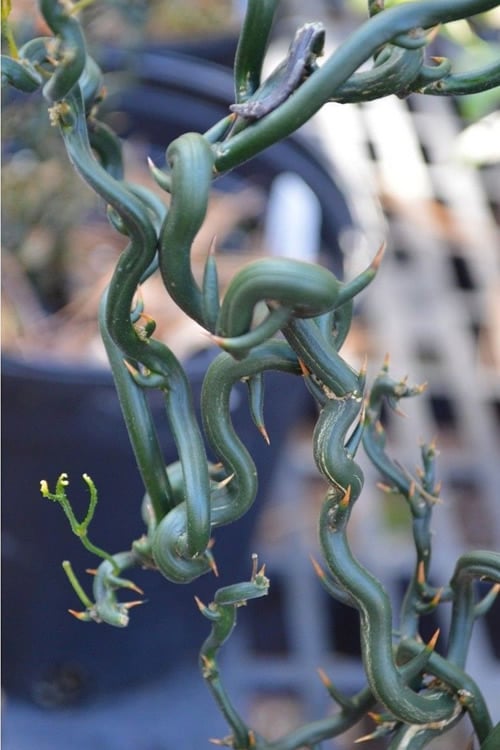 Tiny Dragon Hardy Orange (Poncirus Trifoliata) - 5 Gallon Pot - SALE!
