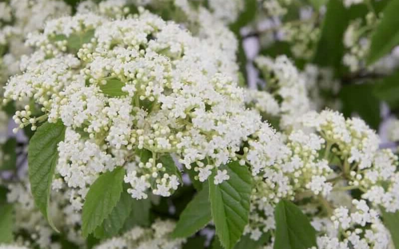 Snow Joey Viburnum - 2 Gallon Pot