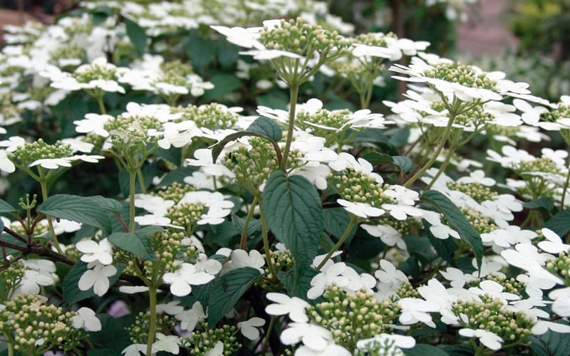 Summer Snowflake Viburnum - 3 Gallon Pot