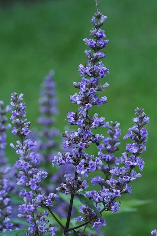 Blue Diddley Dwarf Chaste Tree - Vitex Agnus-castus - 3 Gallon Pot