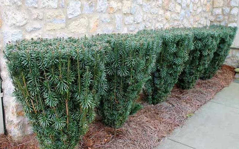Fastigiata Upright Japanese Plum Yew - 3 Gallon Pot