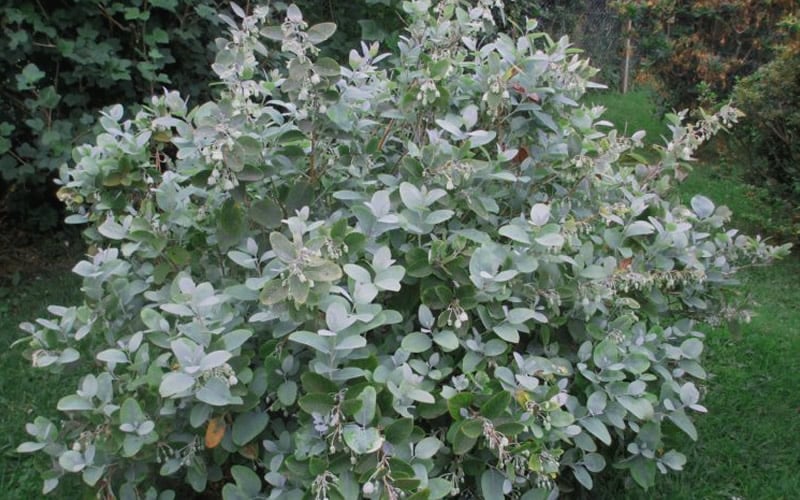 Woodlanders Blue Dusty Zenobia (Honeycup) - 3 Gallon Pot