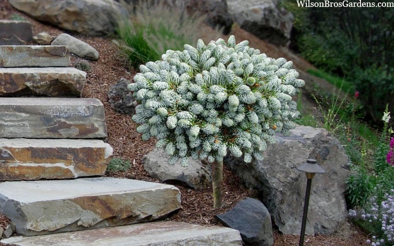 Ice Breaker Korean Fir (Single Trunk Topiary) - 3 Gallon Pot