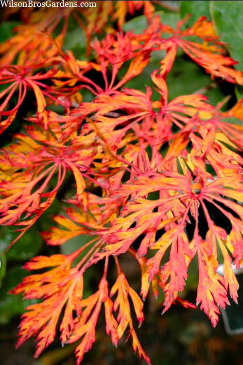 Fairy Lights Full Moon Japanese Maple - 3 Gallon Pot